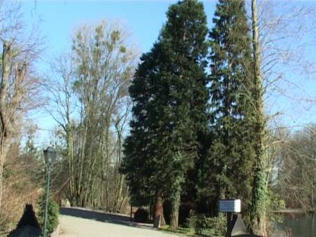 Bergheim / Erft : Schloss Paffendorf, Schlosspark, Mammutbaum ( Bildmitte )